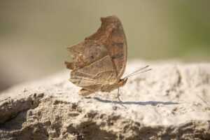 the advantages of default apps fntkech