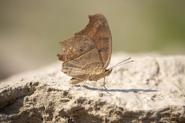 the advantages of default apps fntkech