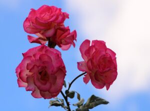 teletubbies roze spul